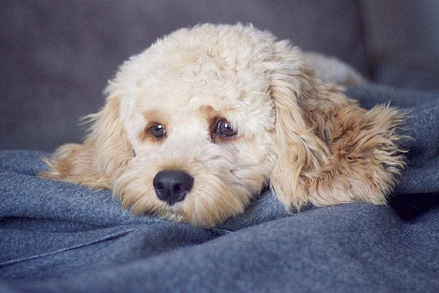 The Top 15 Freakishly Cute Designer Dogs